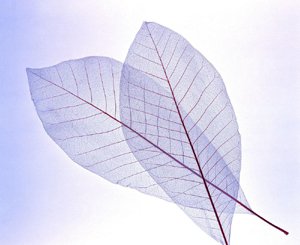[abuse] a leaf boat